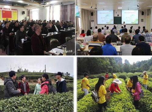科技賦能茶香飄 安溪茶學院茶學系教工黨支部打造產業振興示范網，